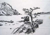 Sketch of a tree by the sea near Ushibuka, Japan